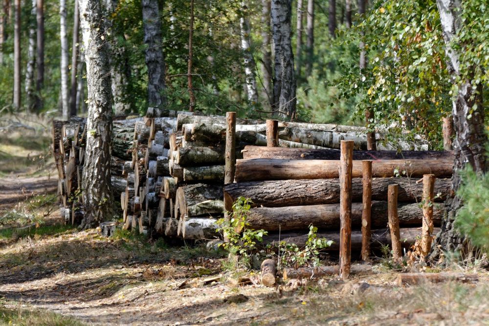 Professionell trädfällning i Jönköping: En utförlig guide