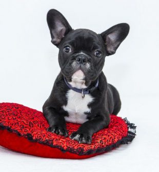 Hunddagis i Jämtland: Trygg vardag för aktiva hundar