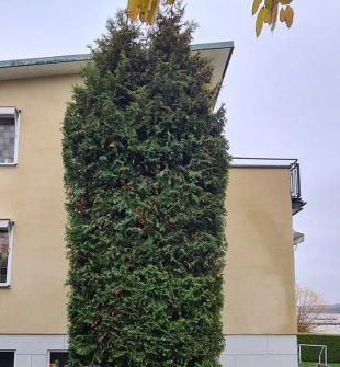 Trädgårdsskötsel vällingby  grönområden som verkligen används