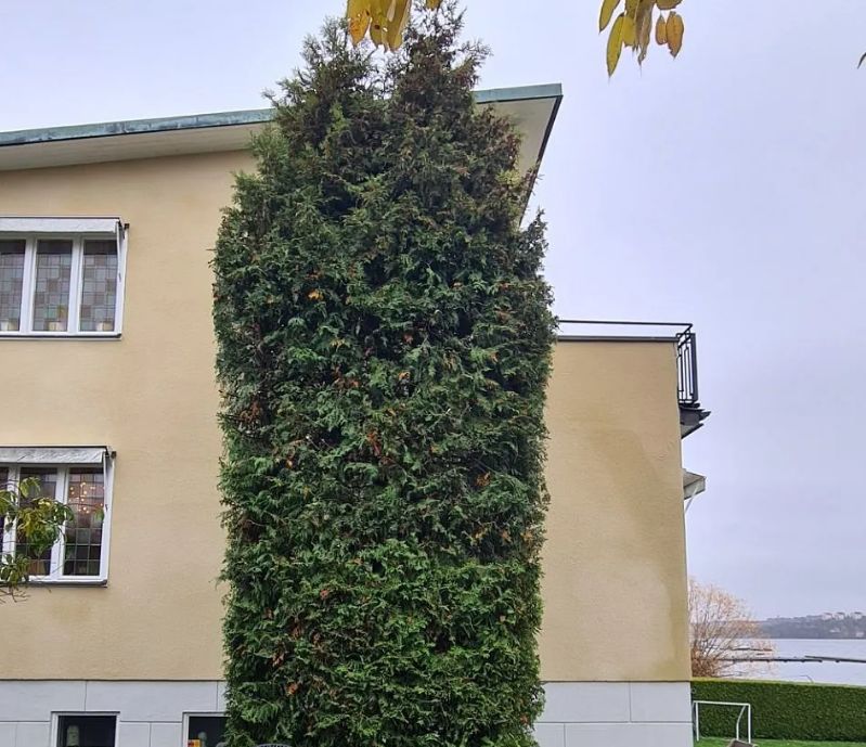 Trädgårdsskötsel vällingby  grönområden som verkligen används