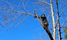Arborist danderyd  trygg trädvård för villaträdgårdar och känsliga miljöer