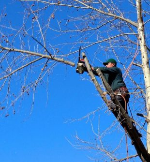 Arborist danderyd  trygg trädvård för villaträdgårdar och känsliga miljöer