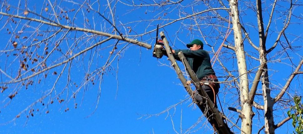 Arborist danderyd  trygg trädvård för villaträdgårdar och känsliga miljöer
