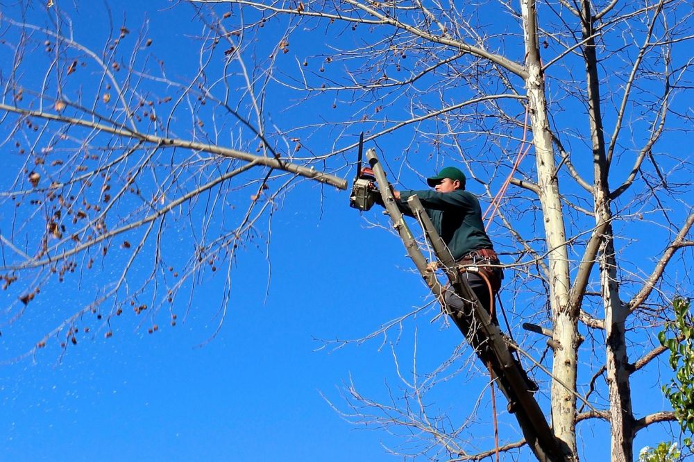 Arborist danderyd  trygg trädvård för villaträdgårdar och känsliga miljöer