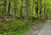 Avverkning i Östergötland  så skapar skogsägare långsiktig lönsamhet
