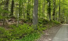 Avverkning i Östergötland  så skapar skogsägare långsiktig lönsamhet