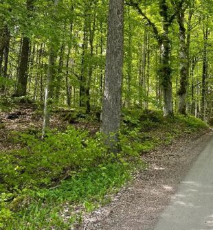 Avverkning i Östergötland  så skapar skogsägare långsiktig lönsamhet