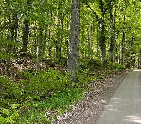 Avverkning i Östergötland  så skapar skogsägare långsiktig lönsamhet